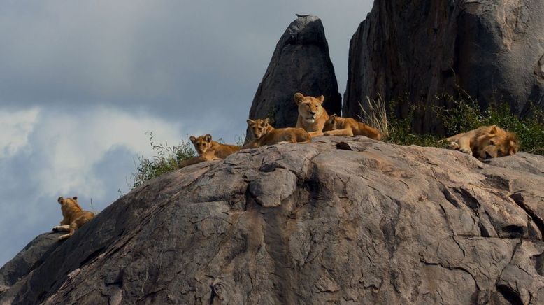 Afrikas Ikonen der Tierwelt