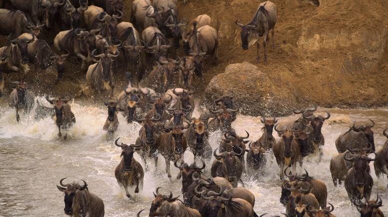 Afrikas Ikonen der Tierwelt