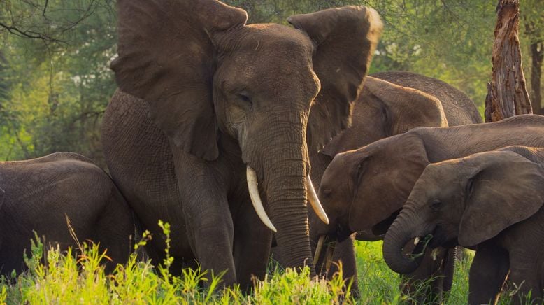 Afrikas Ikonen der Tierwelt