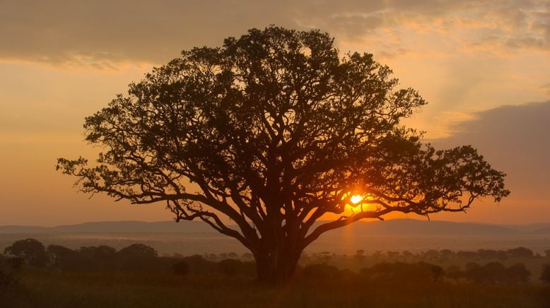 Afrikas Ikonen der Tierwelt