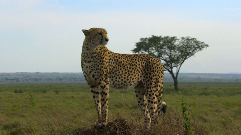 Afrikas Ikonen der Tierwelt