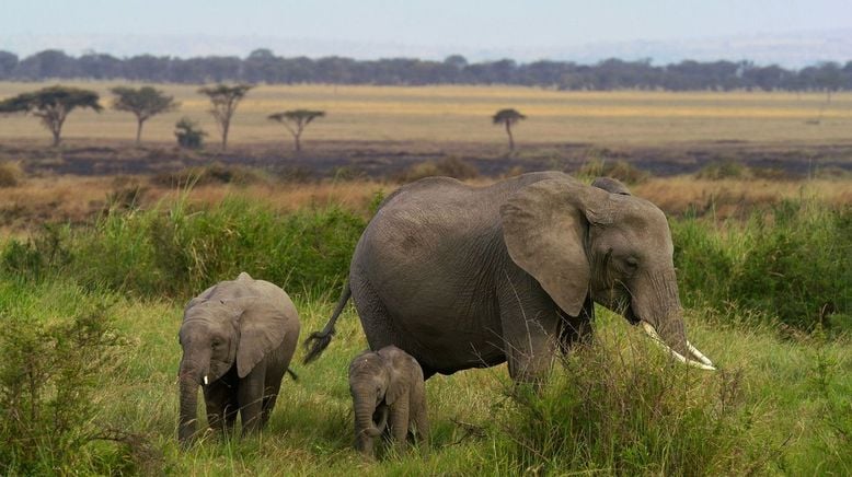 Afrikas Ikonen der Tierwelt