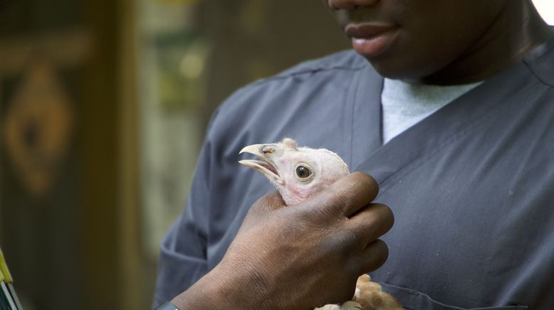 Critter Fixer: Zwei Tierärzte für alle Felle