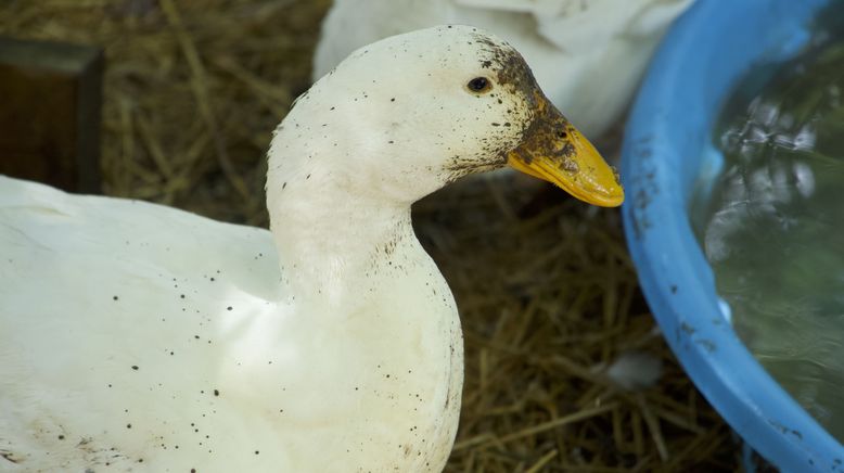 Critter Fixer: Zwei Tierärzte für alle Felle