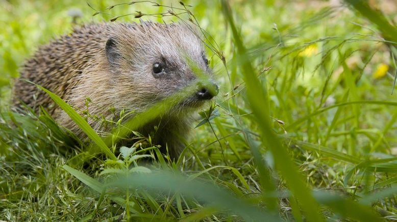 Wilde Tiere in der Stadt