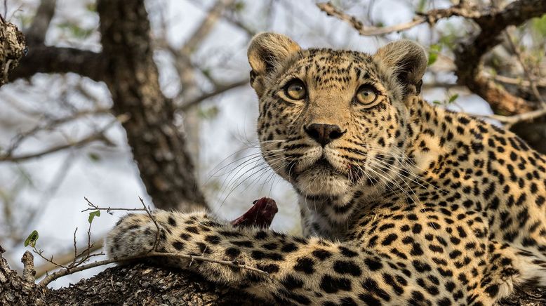 Game of Leopard Thrones - Die Königin der Leoparden