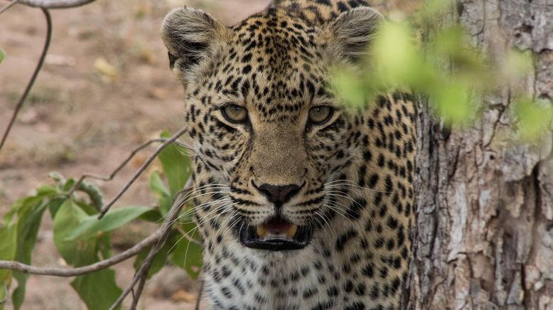 Game of Leopard Thrones - Die Königin der Leoparden