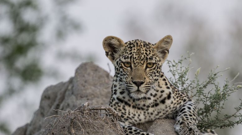 Game of Leopard Thrones - Die Königin der Leoparden