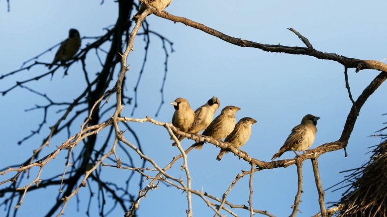 Tierische Baumeister - Architekten der Natur