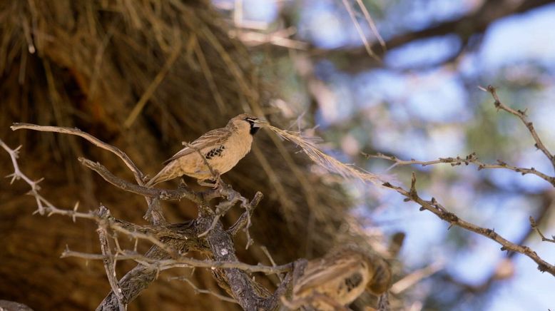 Tierische Baumeister - Architekten der Natur