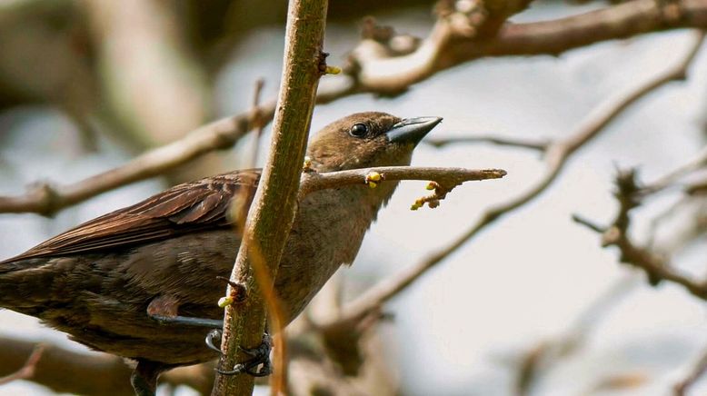 Tierische Baumeister - Architekten der Natur