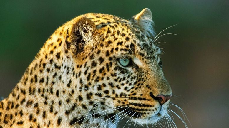 Die Leopardin