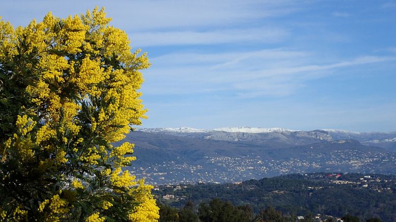 Mimose - die Frühlingsbotin