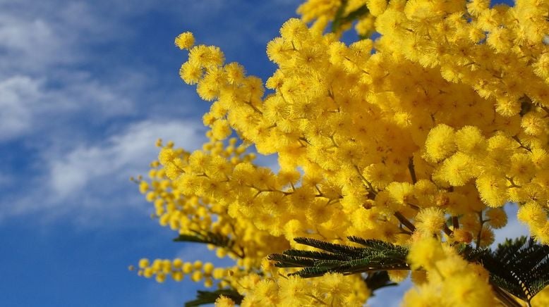 Mimose - die Frühlingsbotin