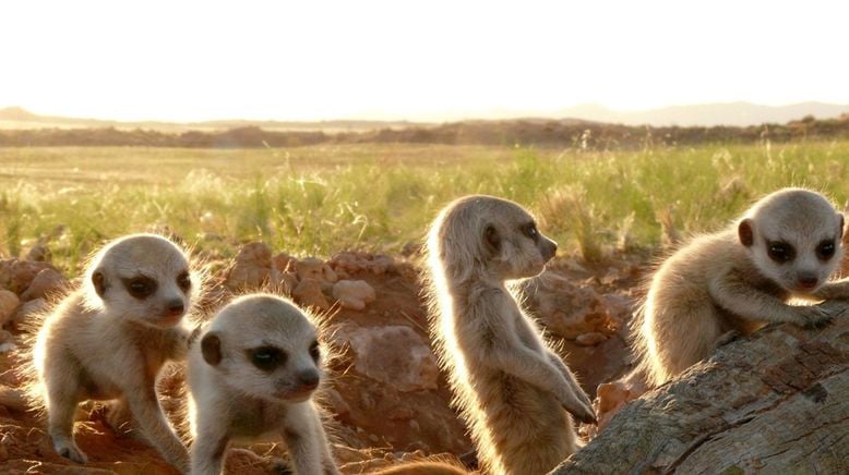 Erdmännchen - Ein unschlagbares Team