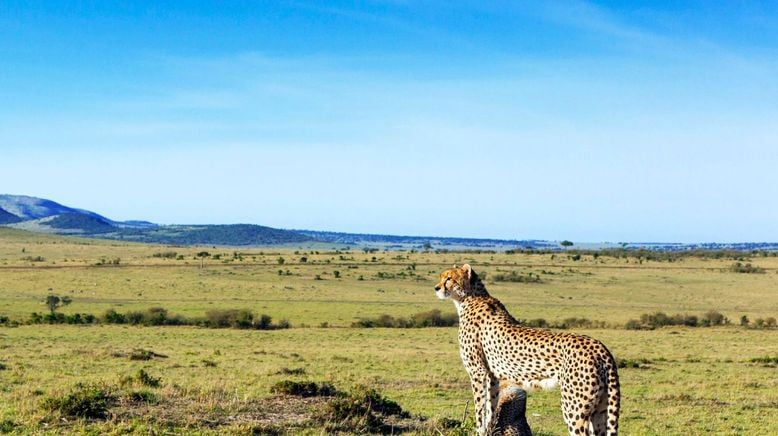 Die fünf Geparde - Gemeinsam durch die Serengeti