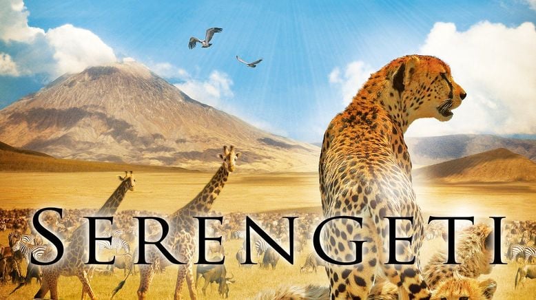 Die fünf Geparde - Gemeinsam durch die Serengeti