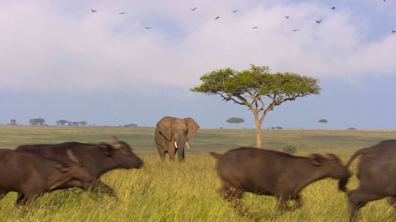 Afrikas Ikonen der Tierwelt