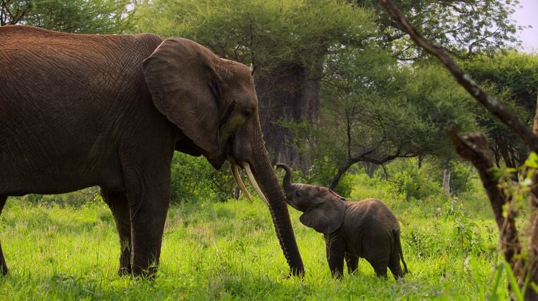 Afrikas Ikonen der Tierwelt