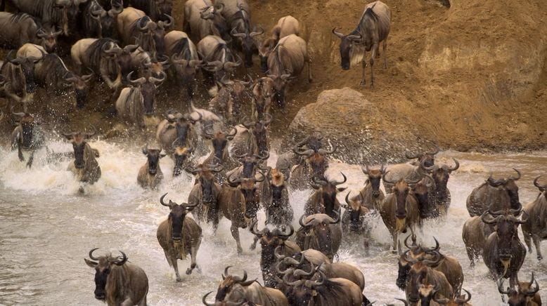 Afrikas Ikonen der Tierwelt