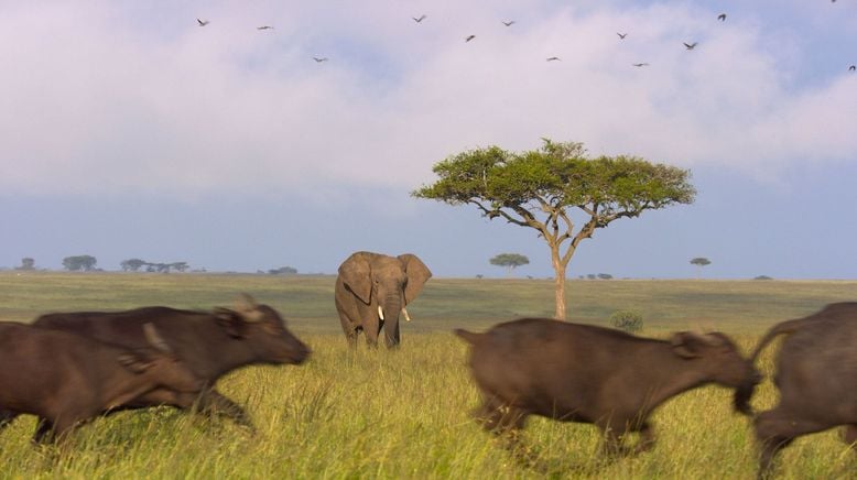 Afrikas Ikonen der Tierwelt