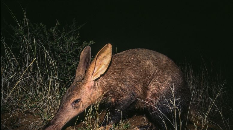 Auf leisen Pfoten durch Afrikas Wildnis