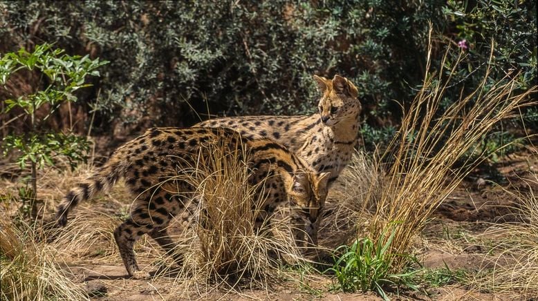 Auf leisen Pfoten durch Afrikas Wildnis