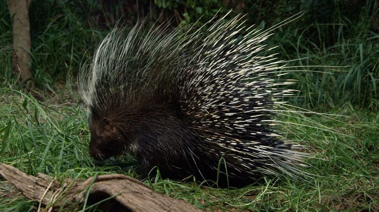 Auf leisen Pfoten durch Afrikas Wildnis