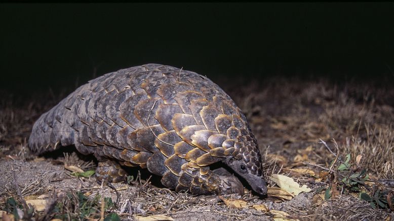 Auf leisen Pfoten durch Afrikas Wildnis