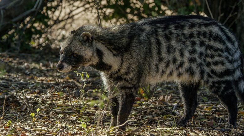 Auf leisen Pfoten durch Afrikas Wildnis