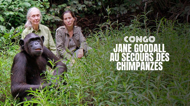 Schimpansen im Kongo mit Jane Goodall