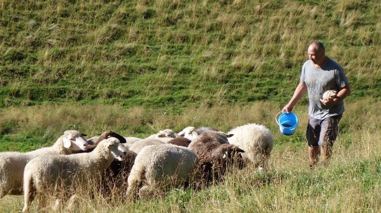 Verrückt nach Schafen - der Schäfer aus dem Pfaffenwinkel