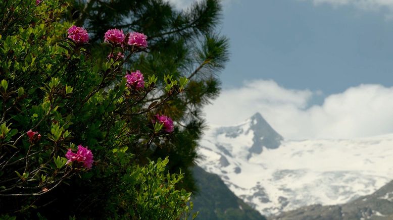 Die Schönheit der Alpen (2/3)