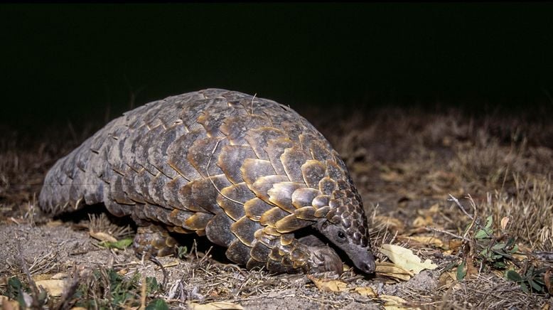 Auf leisen Pfoten durch Afrikas Wildnis