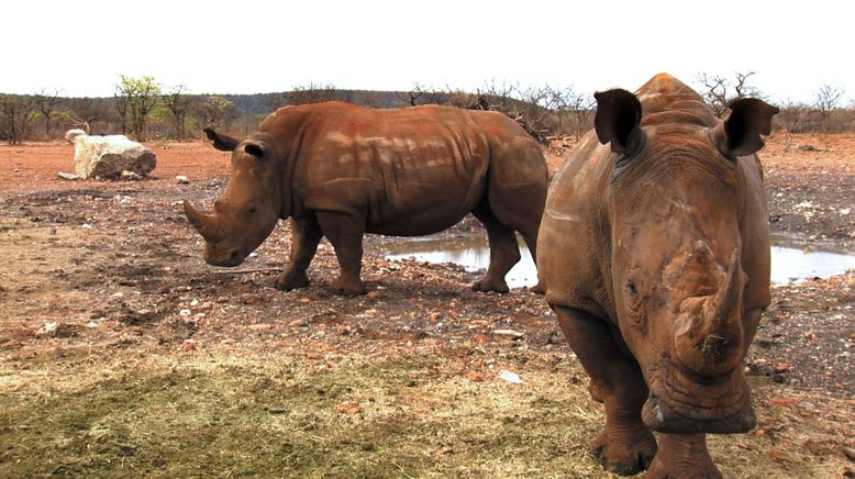 Das Waisenhaus für wilde Tiere