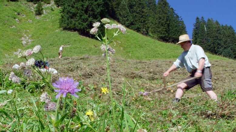 Der Bläuling und die neue Wildnis