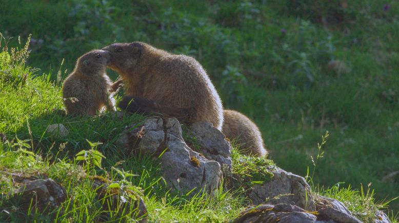 Der Bläuling und die neue Wildnis