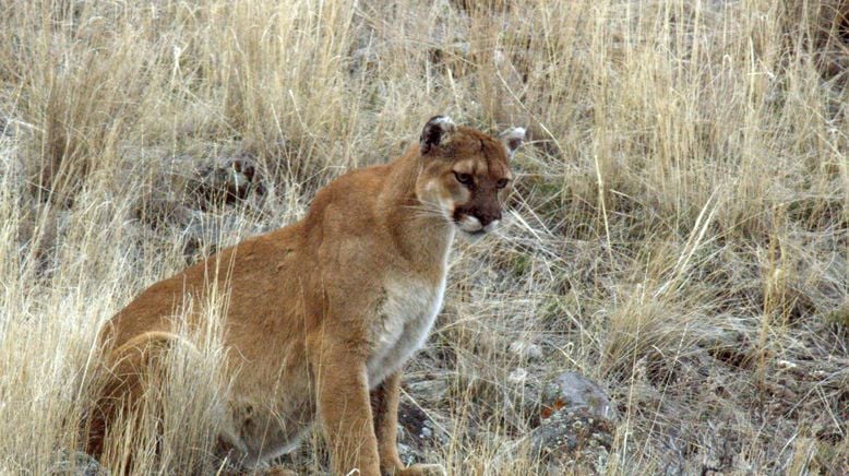 Pumas - Wild im Westen der USA