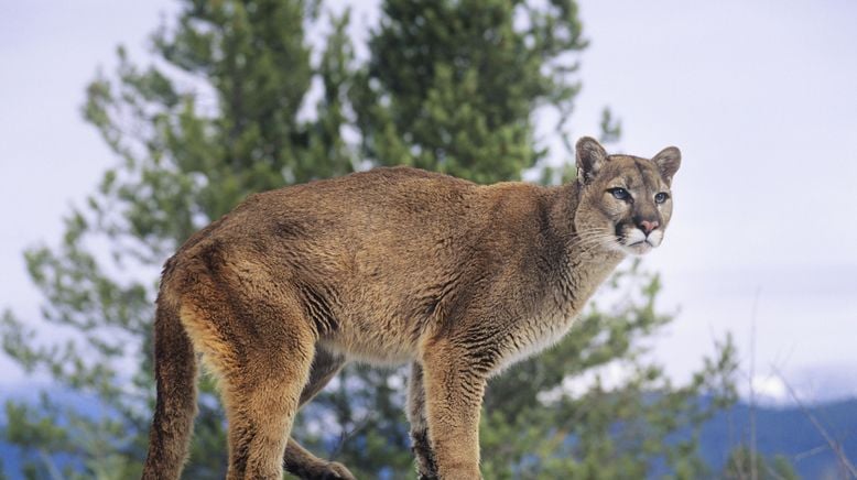 Pumas - Wild im Westen der USA