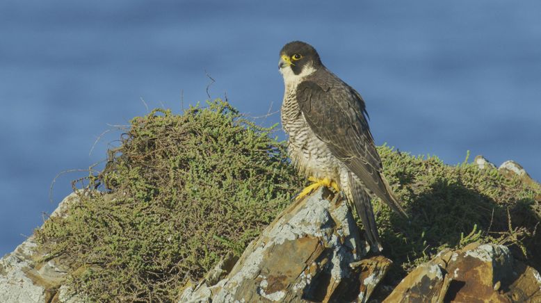 Portugal - wild und ungezähmt