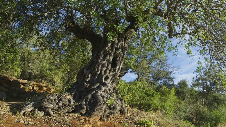 Portugal - wild und ungezähmt