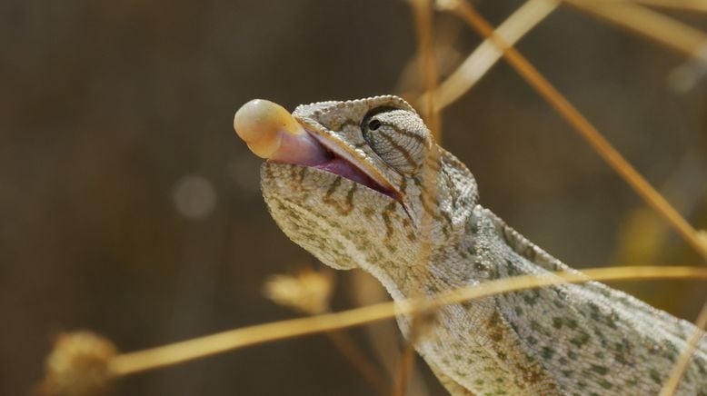 Portugal - wild und ungezähmt