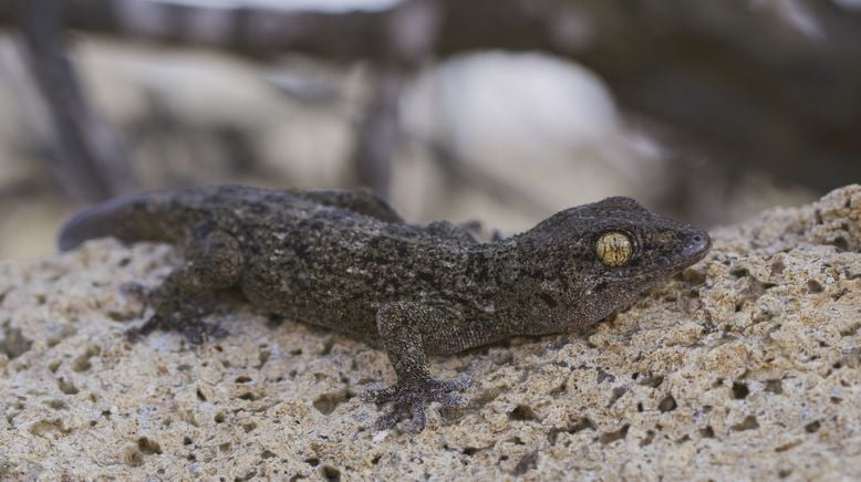 Portugal - wild und ungezähmt