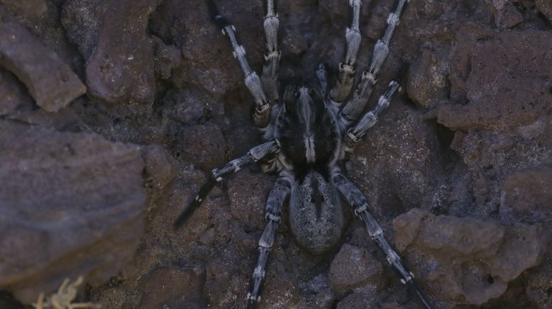 Portugal - wild und ungezähmt