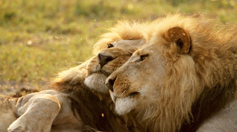 Kampf in der Kalahari: Löwen gegen Elefanten