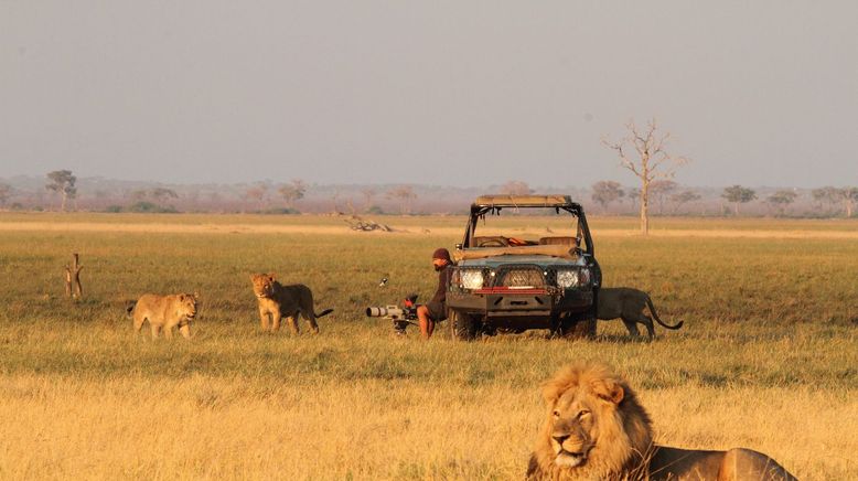 Kampf in der Kalahari: Löwen gegen Elefanten