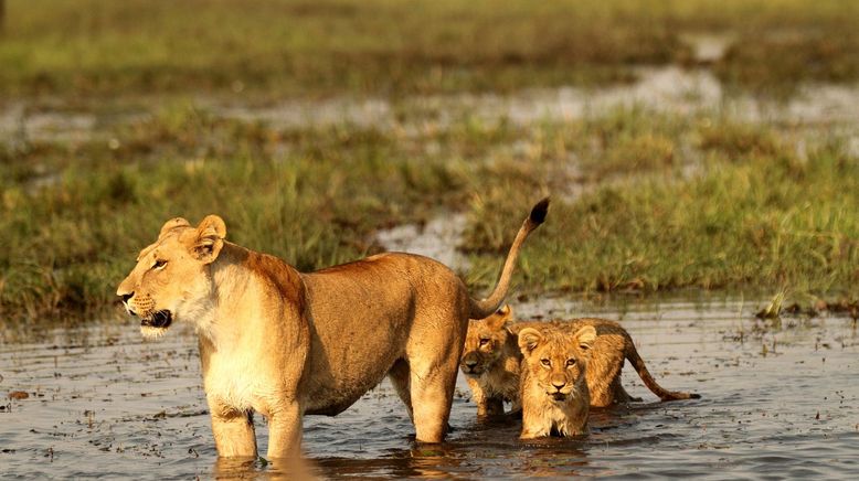 Kampf in der Kalahari: Löwen gegen Elefanten