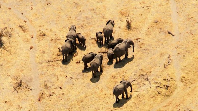 Kampf in der Kalahari: Löwen gegen Elefanten