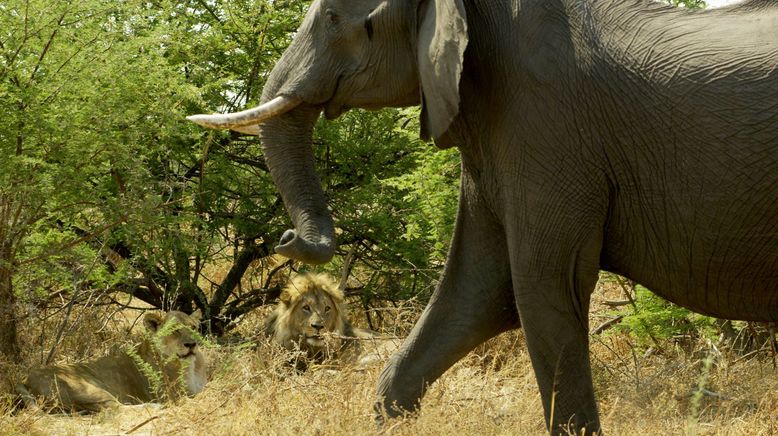 Kampf in der Kalahari: Löwen gegen Elefanten