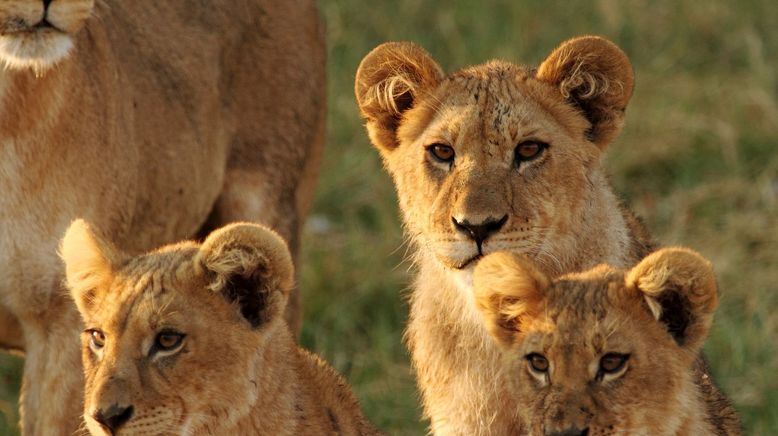 Kampf in der Kalahari: Löwen gegen Elefanten